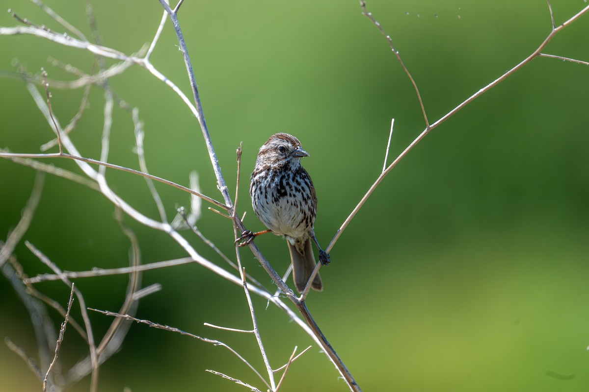 Song Sparrow - Xiang Gao