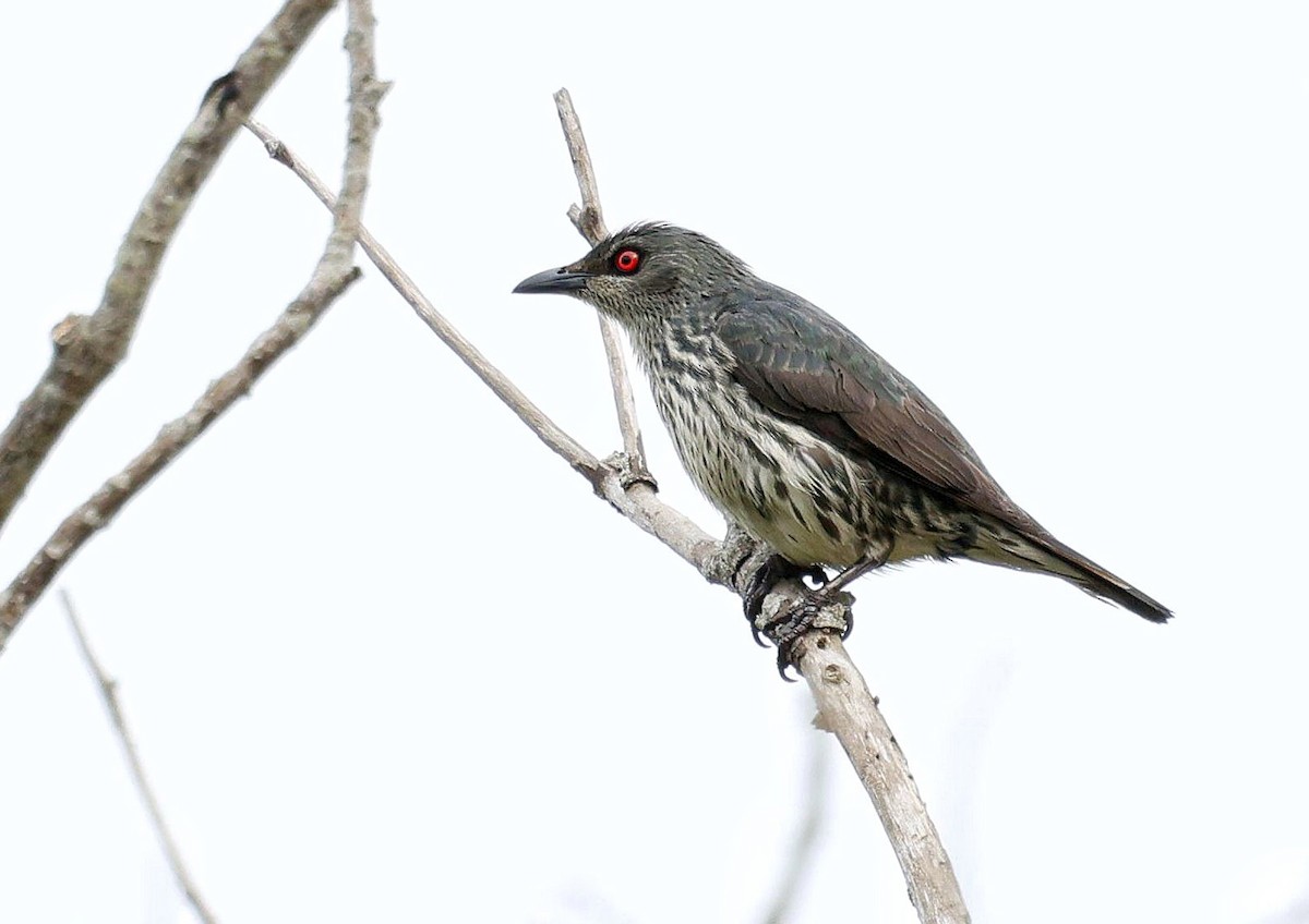 Asian Glossy Starling - 浙江 重要鸟讯汇整