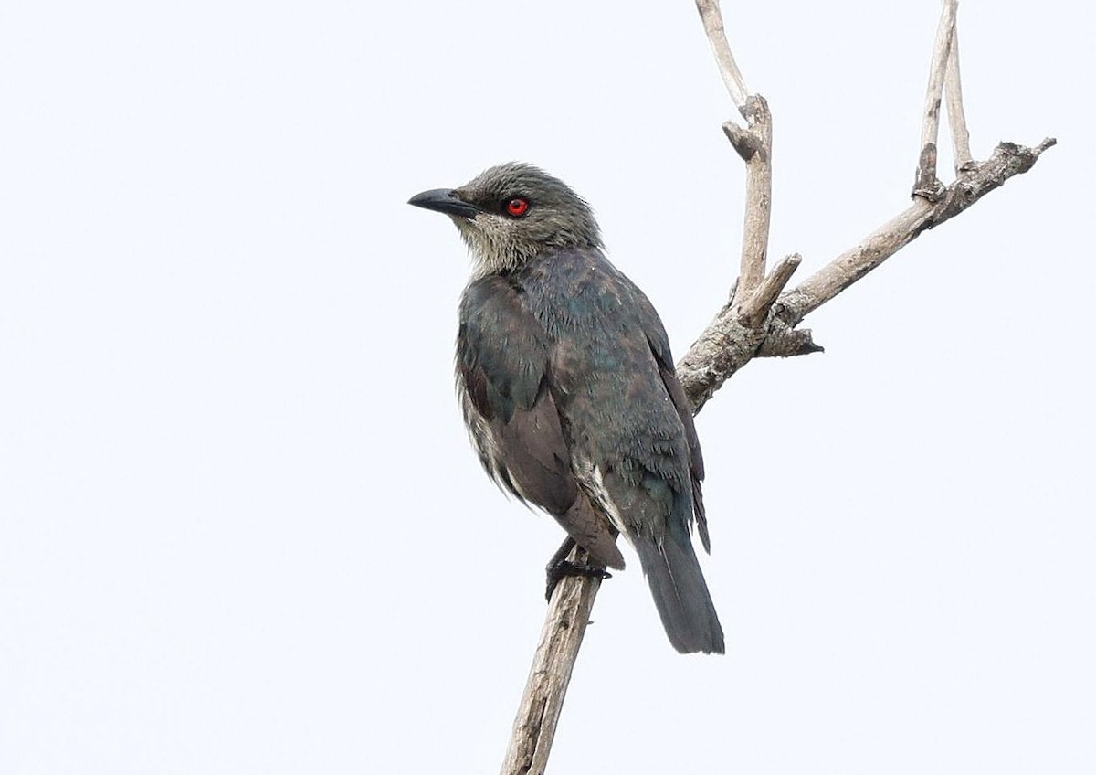 Asian Glossy Starling - 浙江 重要鸟讯汇整