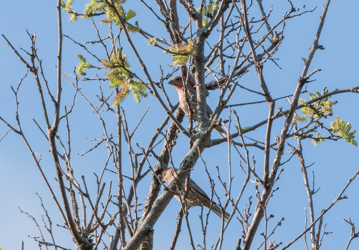 House Finch - Chad Berry