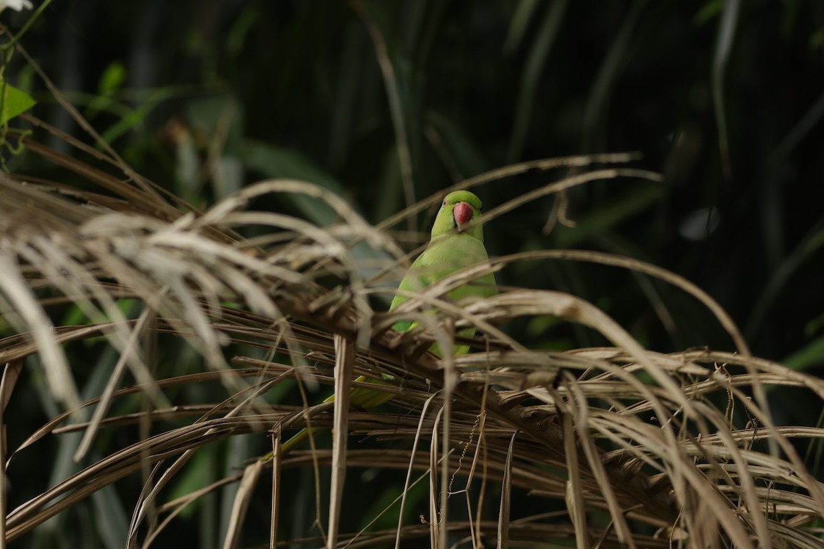 Long-tailed Parakeet - Jai Humphries