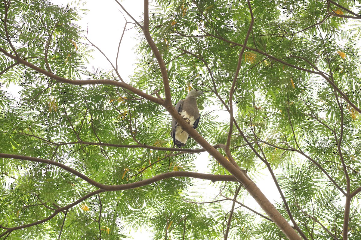 Gray-headed Fish-Eagle - Jai Humphries