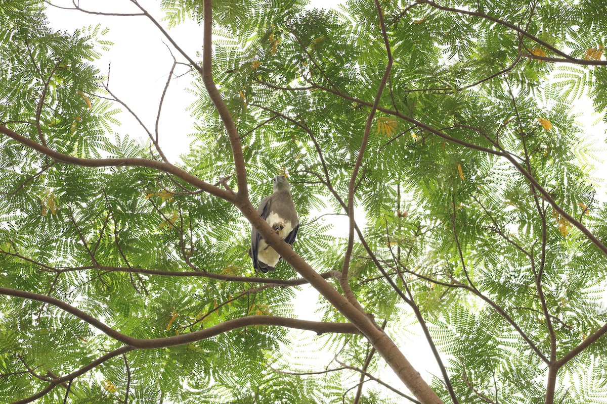 Gray-headed Fish-Eagle - Jai Humphries