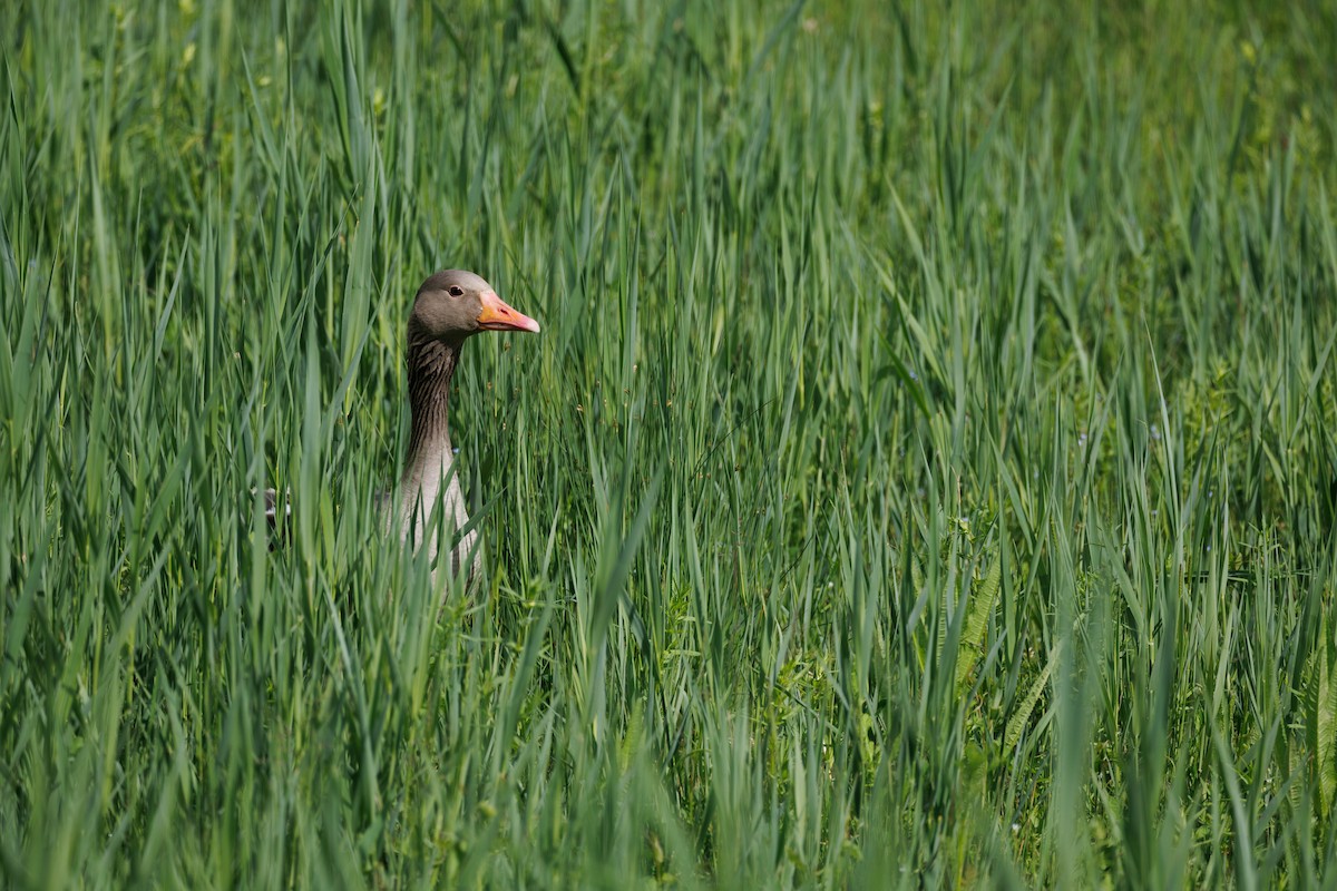 Graylag Goose - Lutz Duerselen