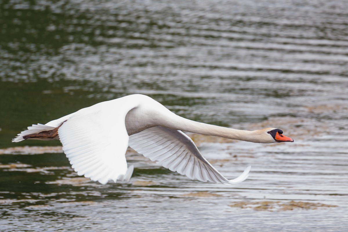 Mute Swan - Lutz Duerselen