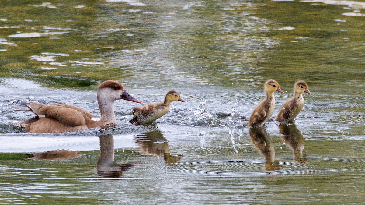 Red-crested Pochard - Lutz Duerselen