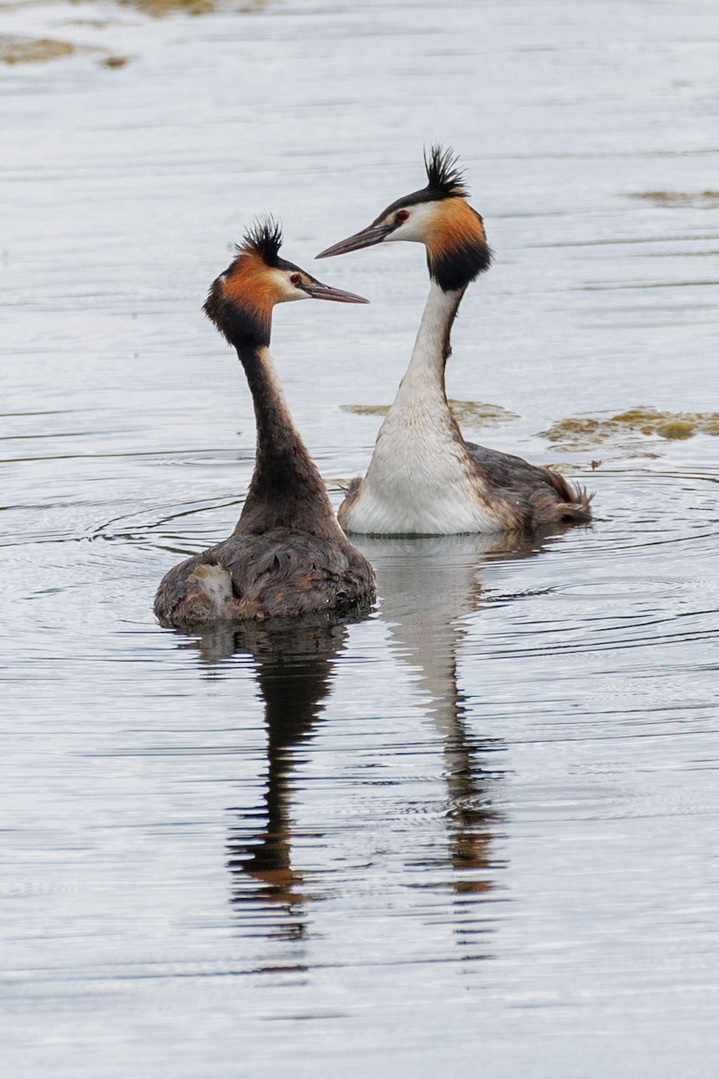 Great Crested Grebe - Lutz Duerselen