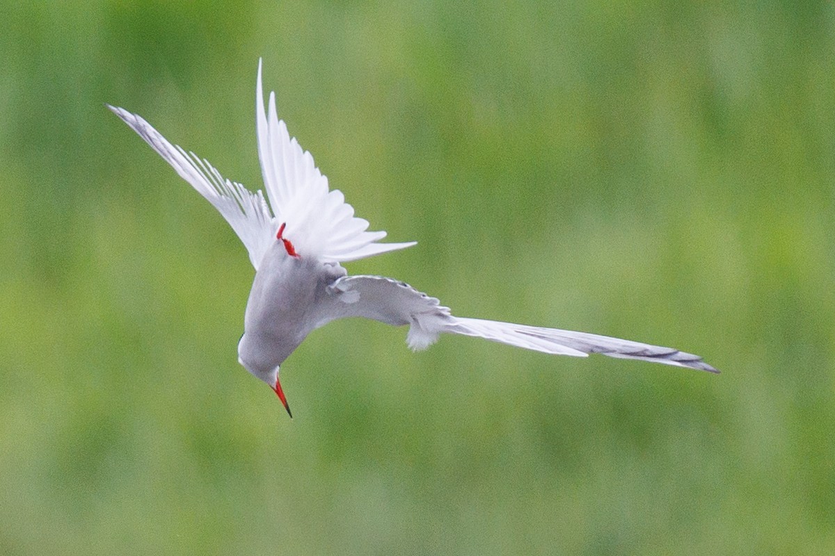 Common Tern - Lutz Duerselen