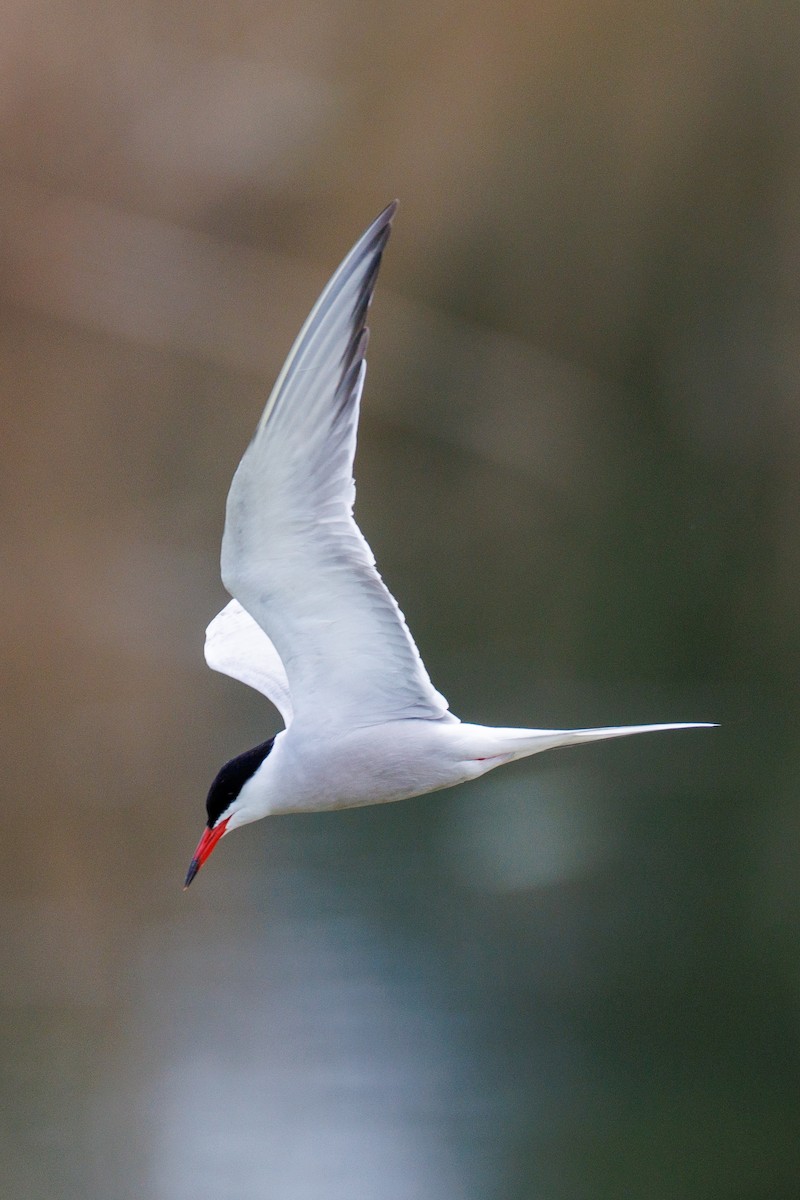 Common Tern - Lutz Duerselen