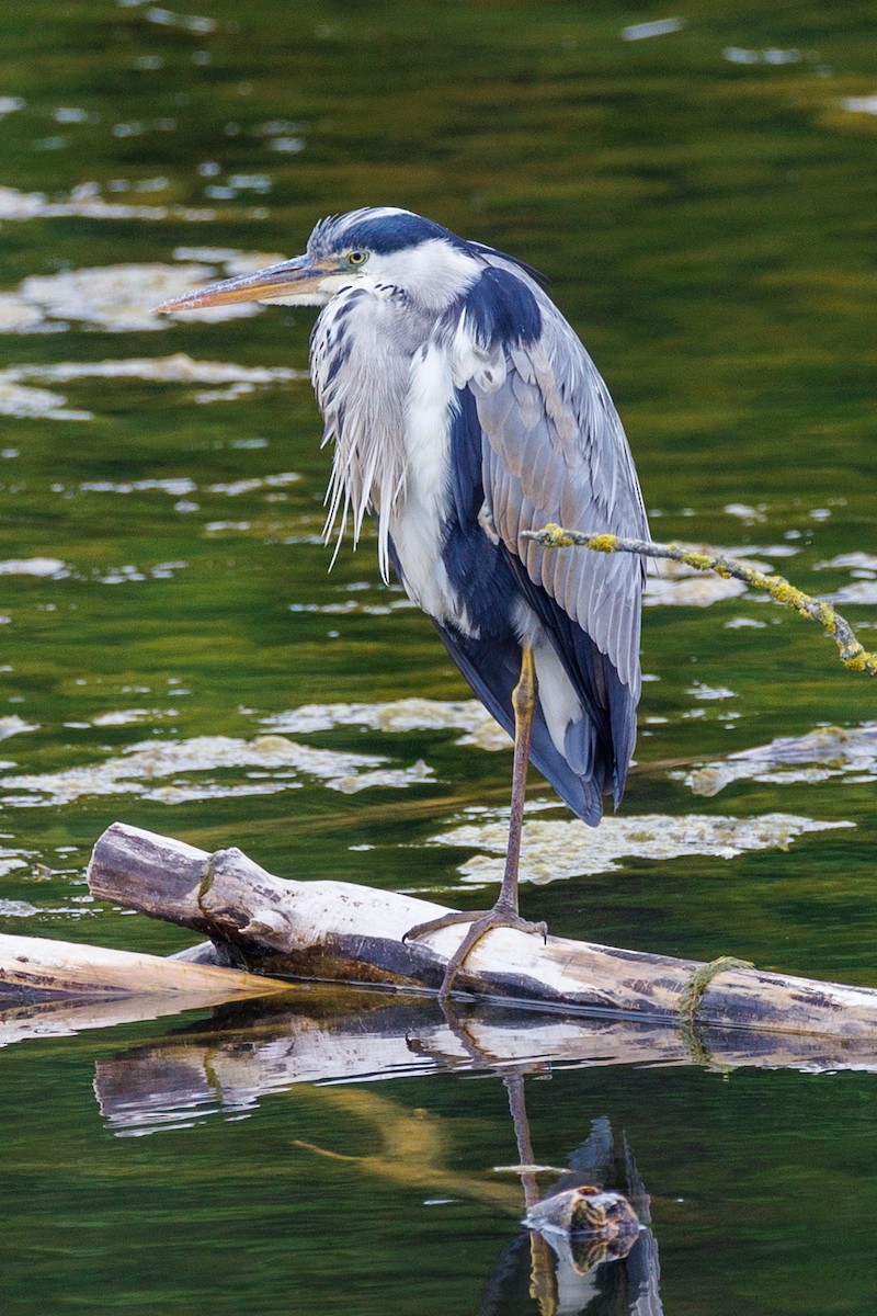 Gray Heron - Lutz Duerselen