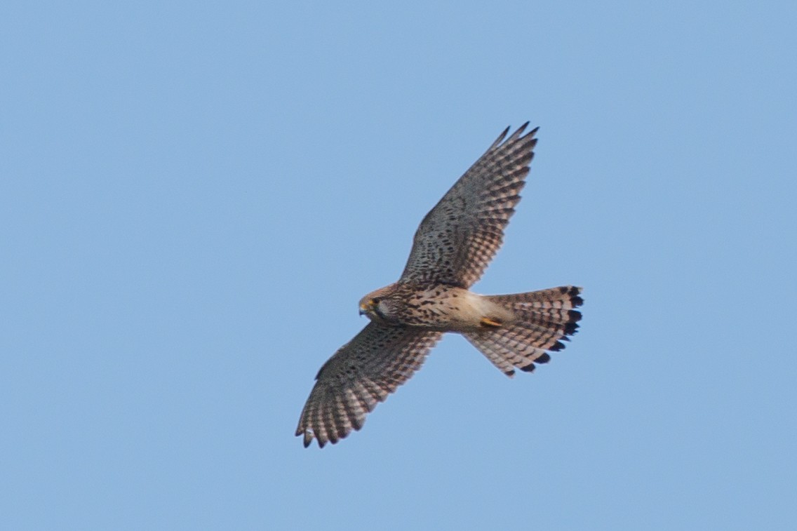 Eurasian Kestrel - Lutz Duerselen