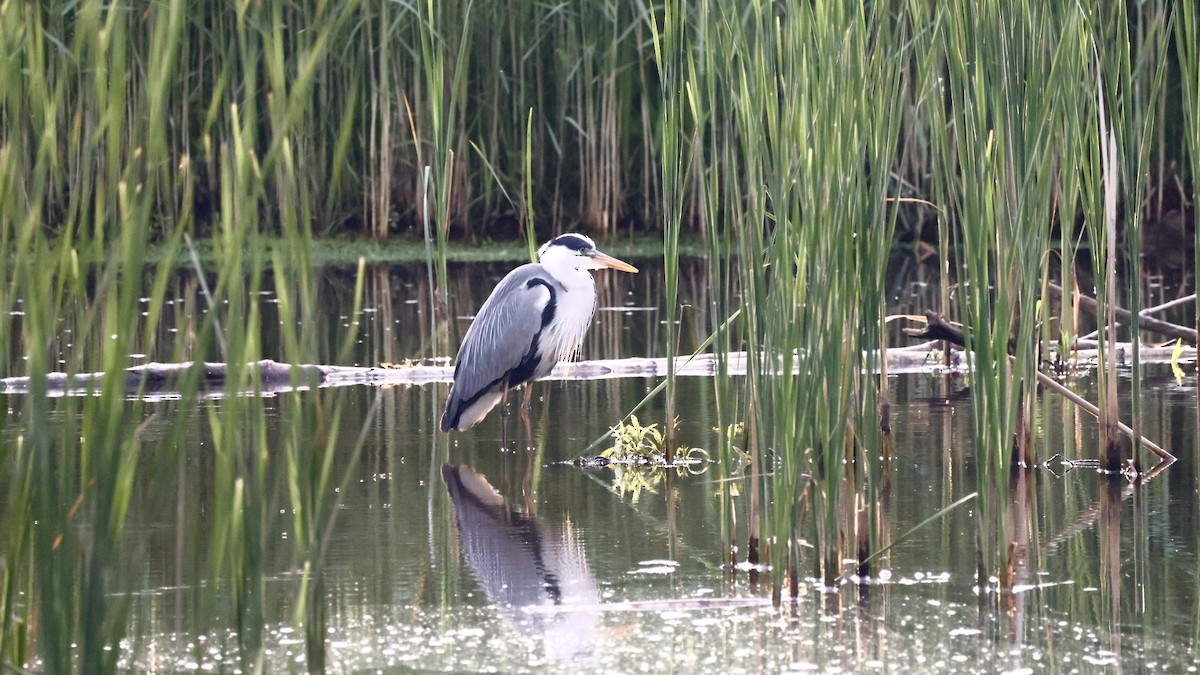 Gray Heron - Gert Meester