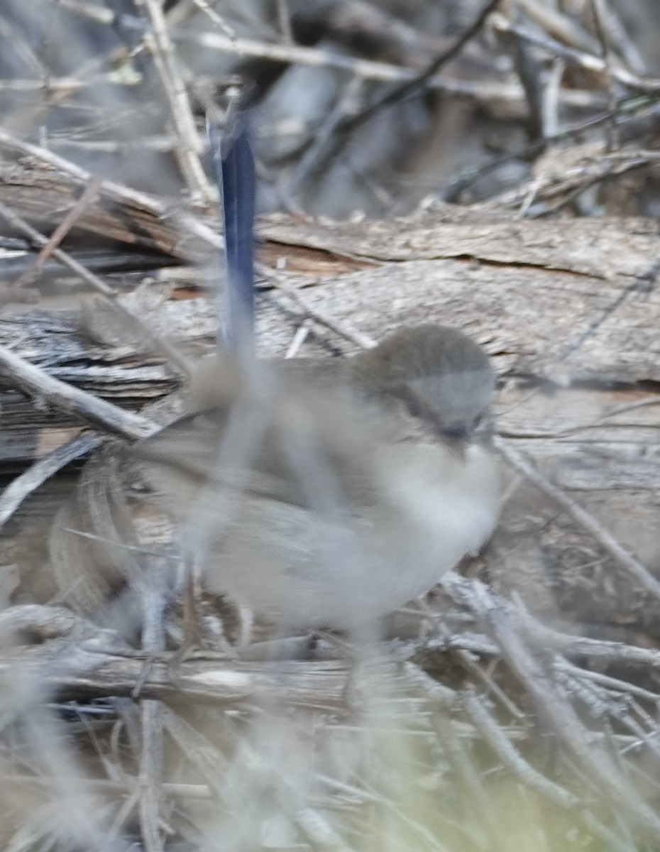 Superb Fairywren - Robert Morison and Joyce Ives