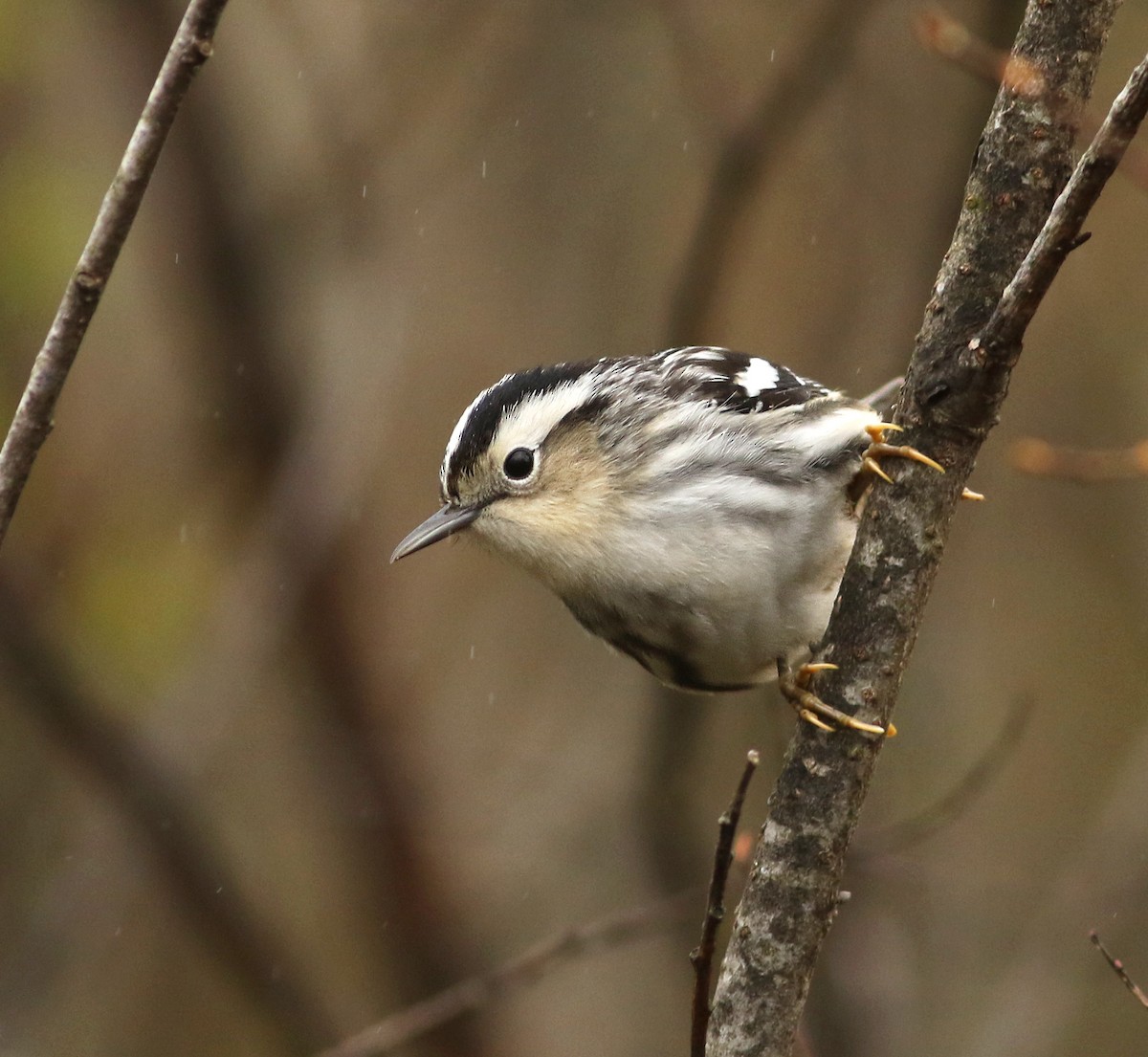 Black-and-white Warbler - Logan Lalonde