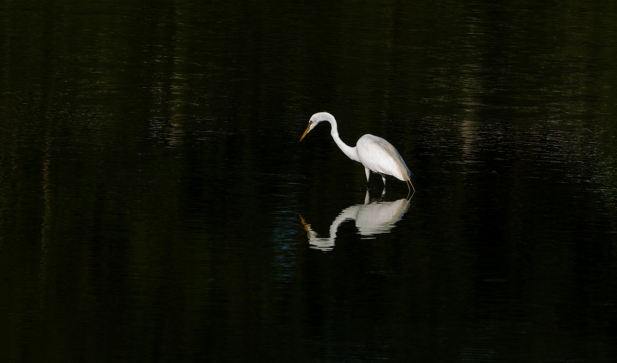 Great Egret - Chad Berry