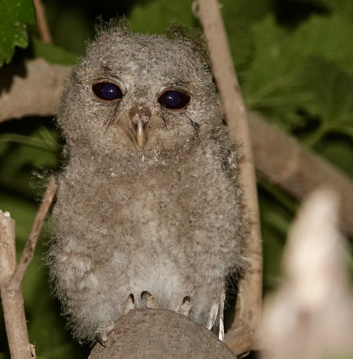 Indian Scops-Owl - Pia Sethi