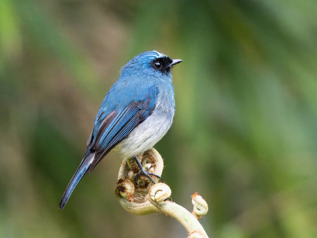 Indigo Flycatcher - Evelyn Lee