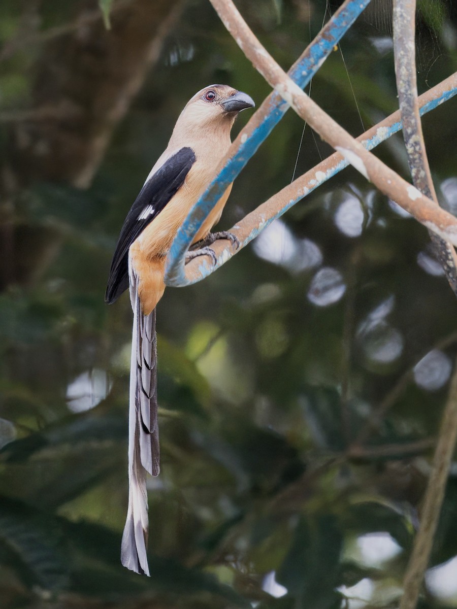 Bornean Treepie - ML619476411