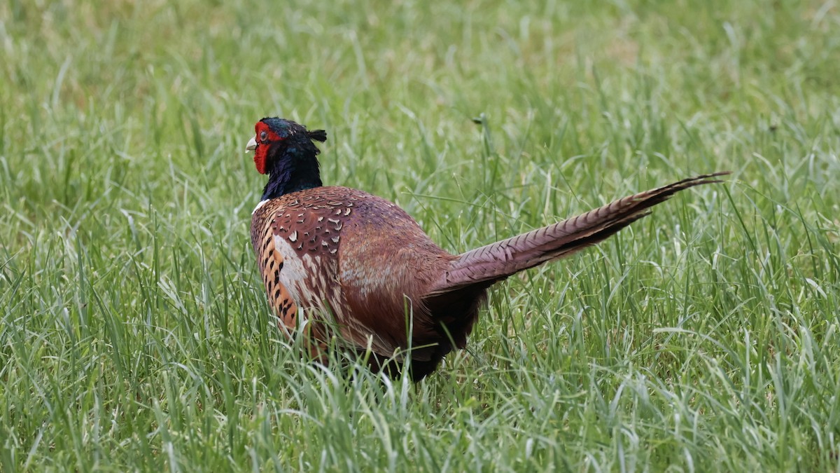 Ring-necked Pheasant - Gert Meester