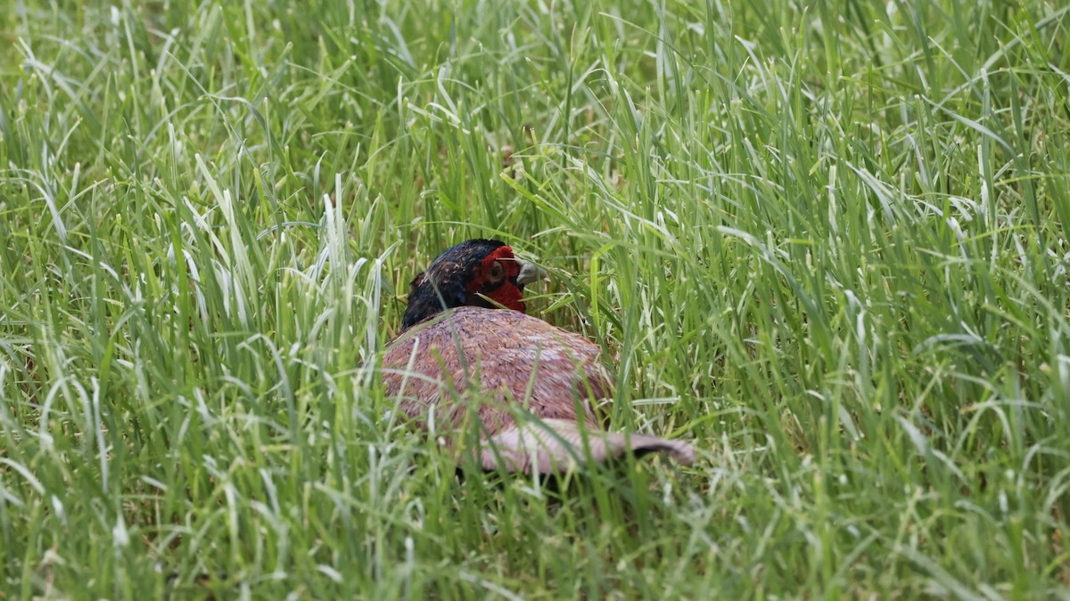 Ring-necked Pheasant - Gert Meester