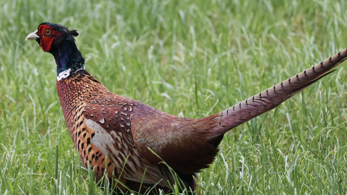 Ring-necked Pheasant - Gert Meester