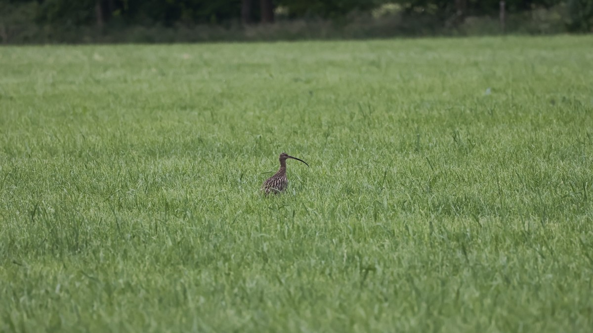 Eurasian Curlew - Gert Meester