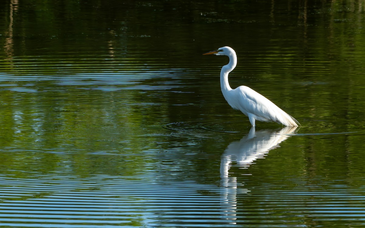 Great Egret - Chad Berry