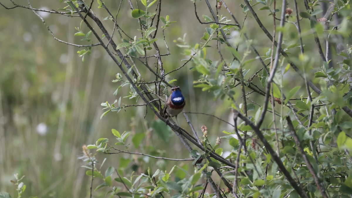 Bluethroat - Gert Meester