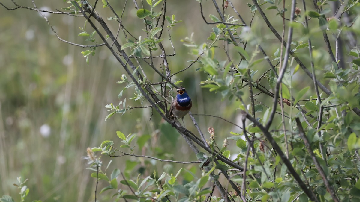 Bluethroat - Gert Meester