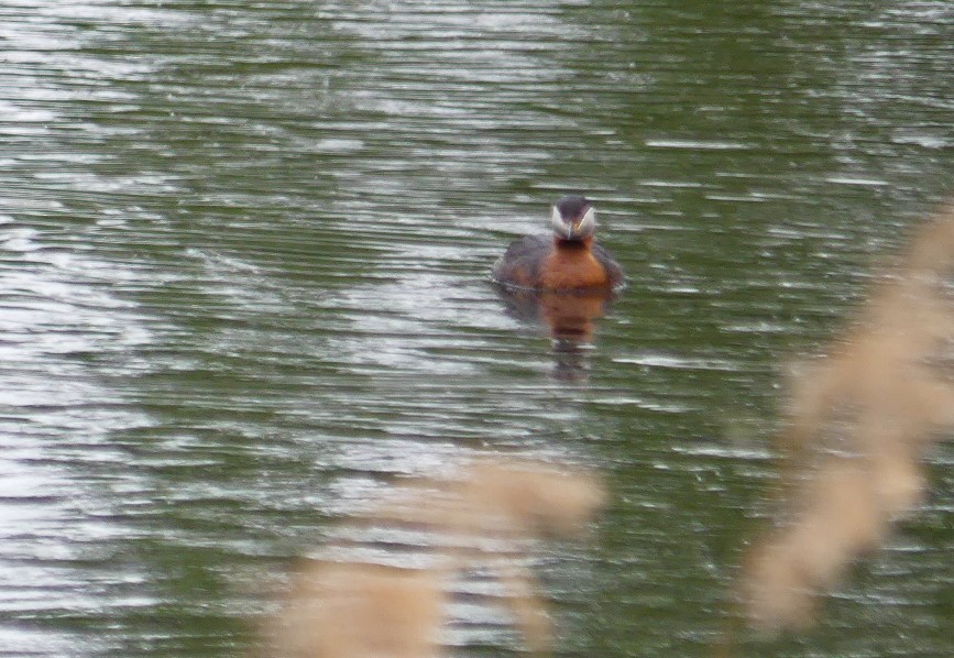 Red-necked Grebe - Helmut Tramm