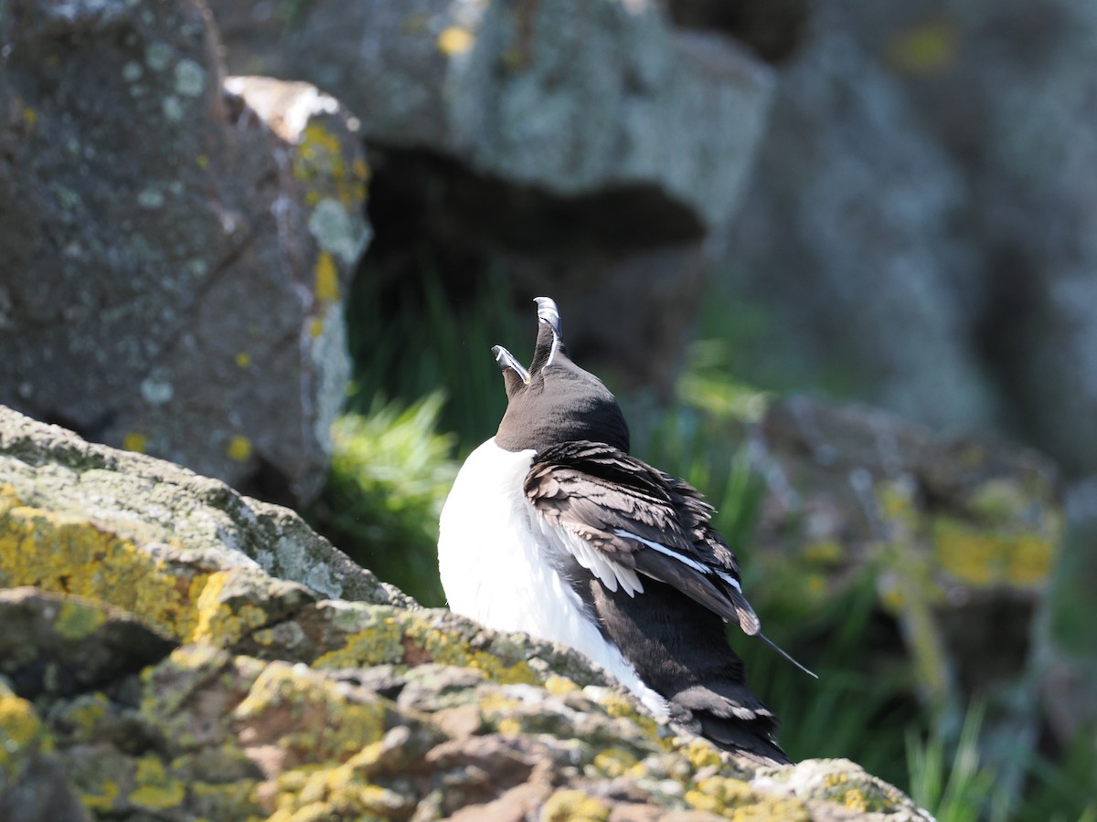 Razorbill - Cheryl Cooper