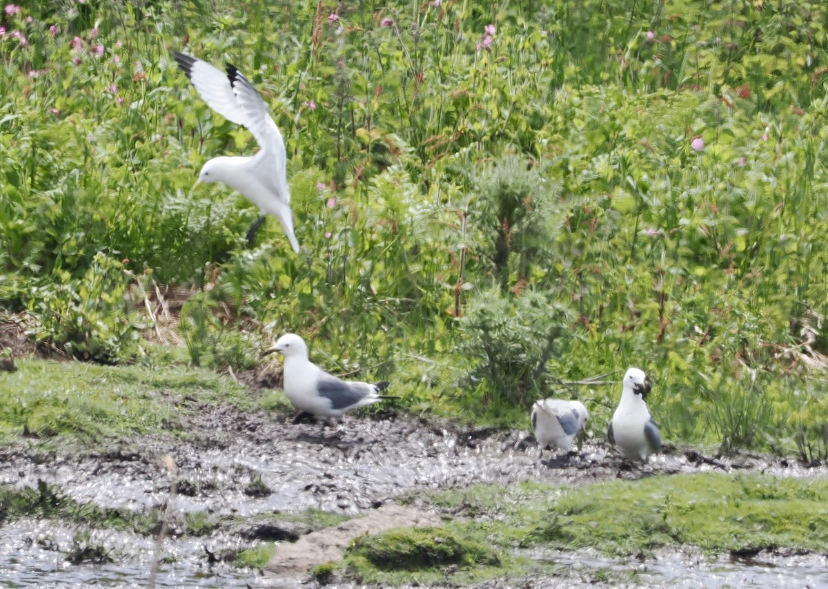 Black-legged Kittiwake - Cheryl Cooper