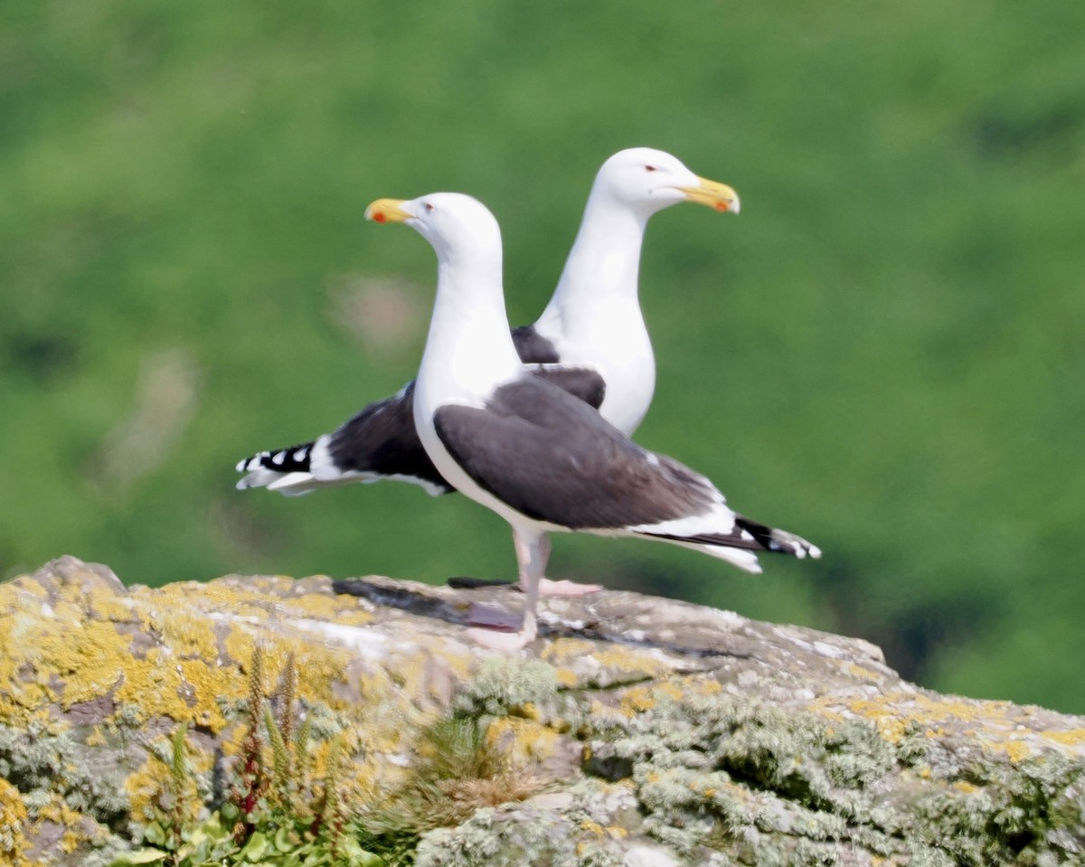 Great Black-backed Gull - Cheryl Cooper