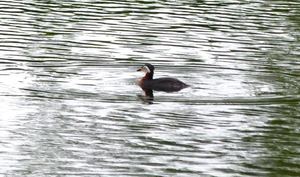 Red-necked Grebe - Helmut Tramm