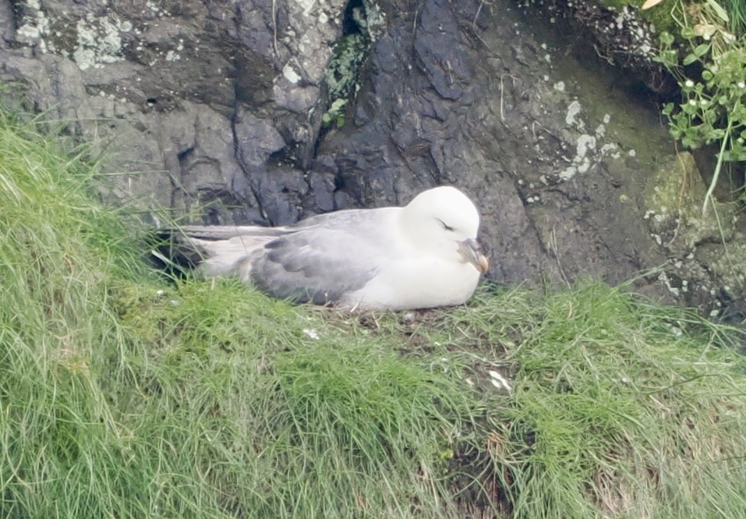 Northern Fulmar - Cheryl Cooper