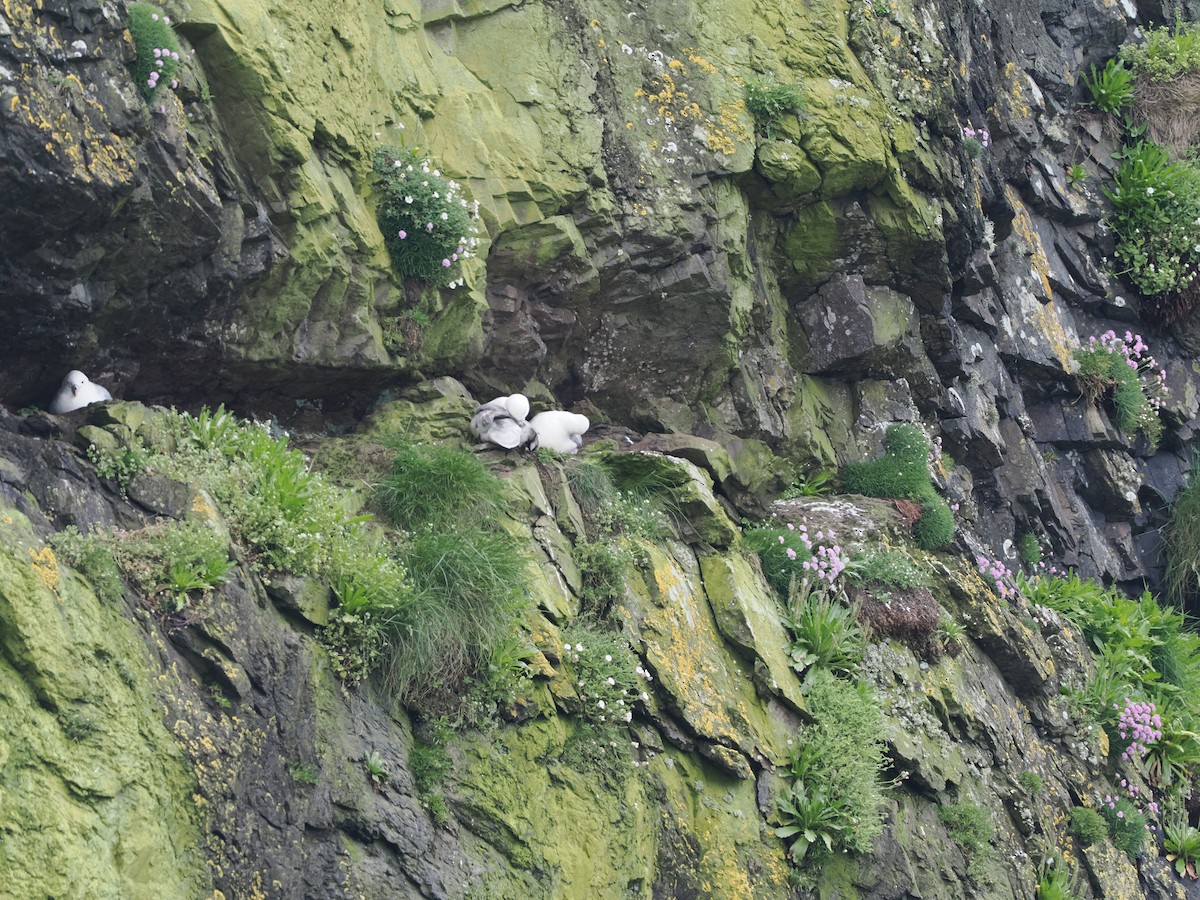 Northern Fulmar - Cheryl Cooper