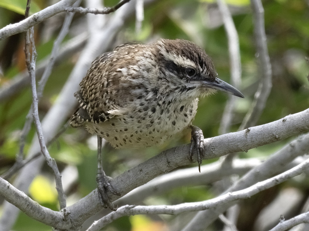 Cactus Wren - Robert Hamilton