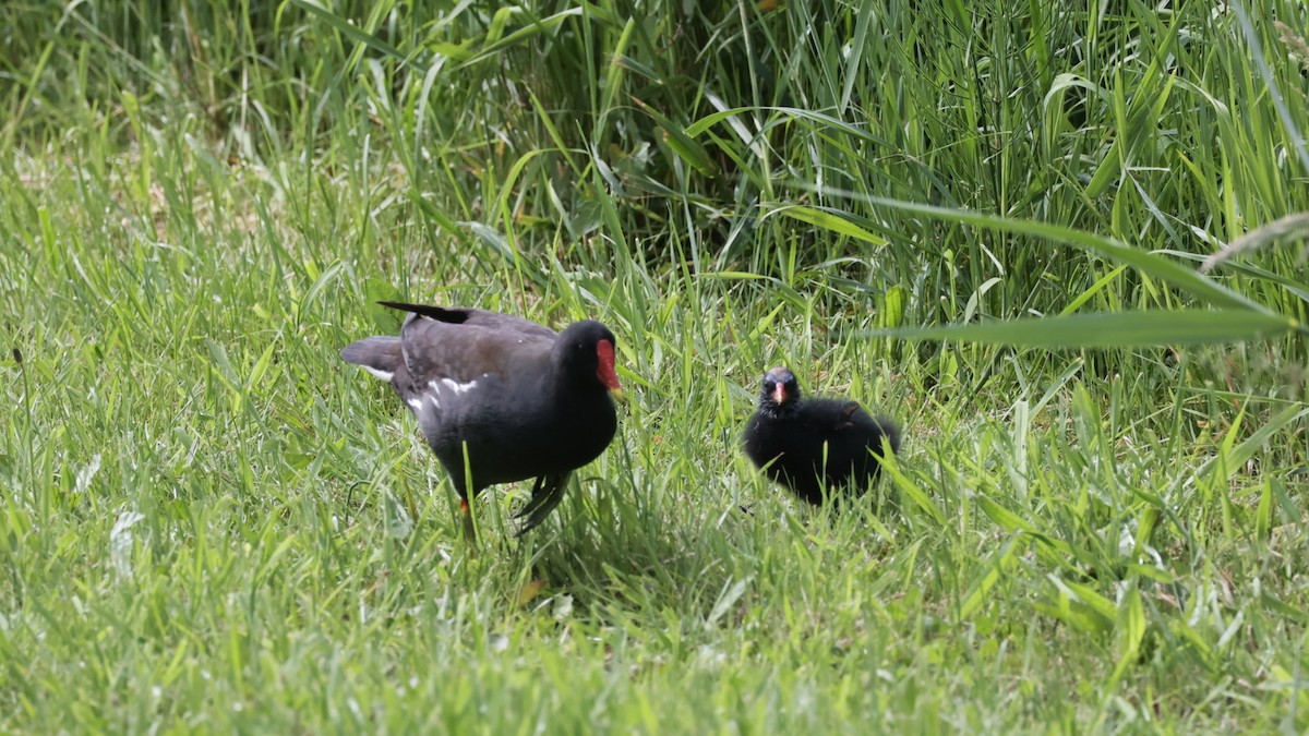 Eurasian Moorhen - Gert Meester