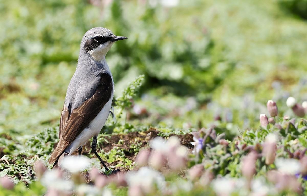 Northern Wheatear - Cheryl Cooper