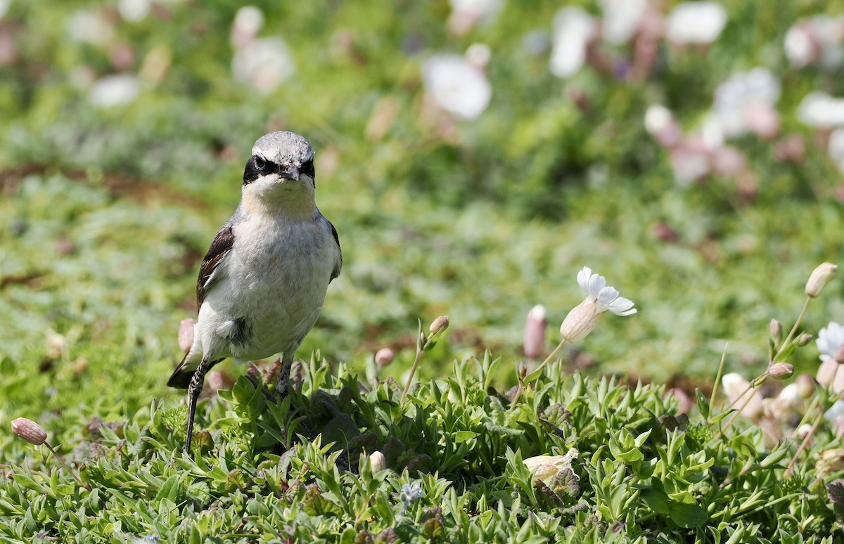 Northern Wheatear - Cheryl Cooper