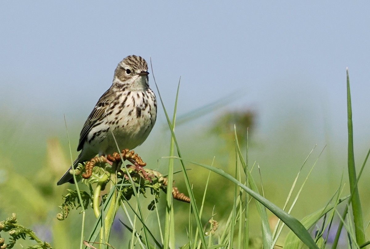 Meadow Pipit - Cheryl Cooper