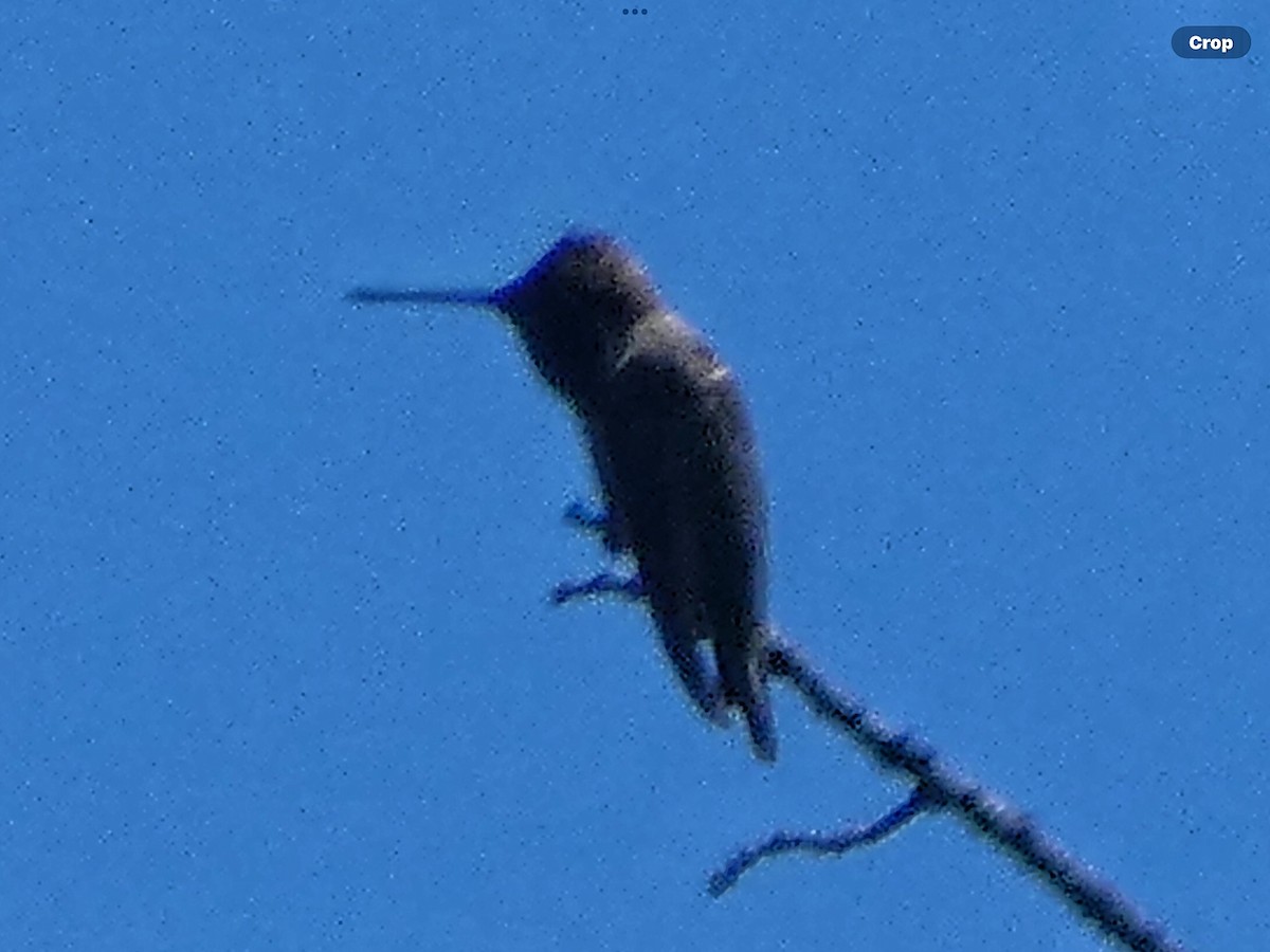 Anna's Hummingbird - Willeke and Frits Bosveld - van Rijn