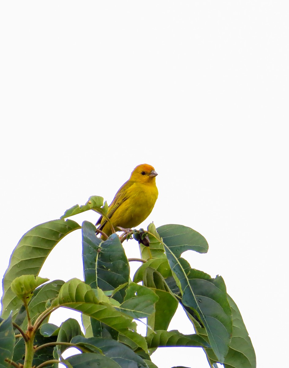 Saffron Finch - Robin Quiroz