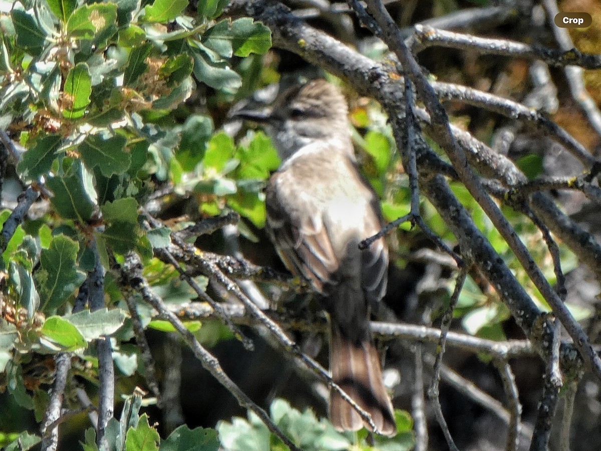 Ash-throated Flycatcher - Willeke and Frits Bosveld - van Rijn