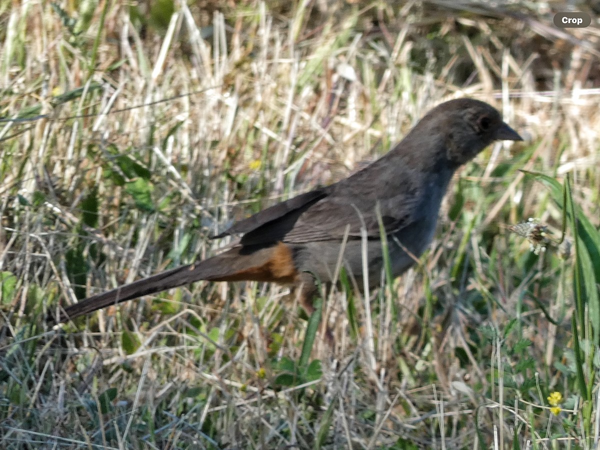 California Towhee - Willeke and Frits Bosveld - van Rijn