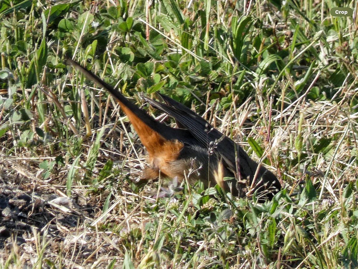 California Towhee - Willeke and Frits Bosveld - van Rijn