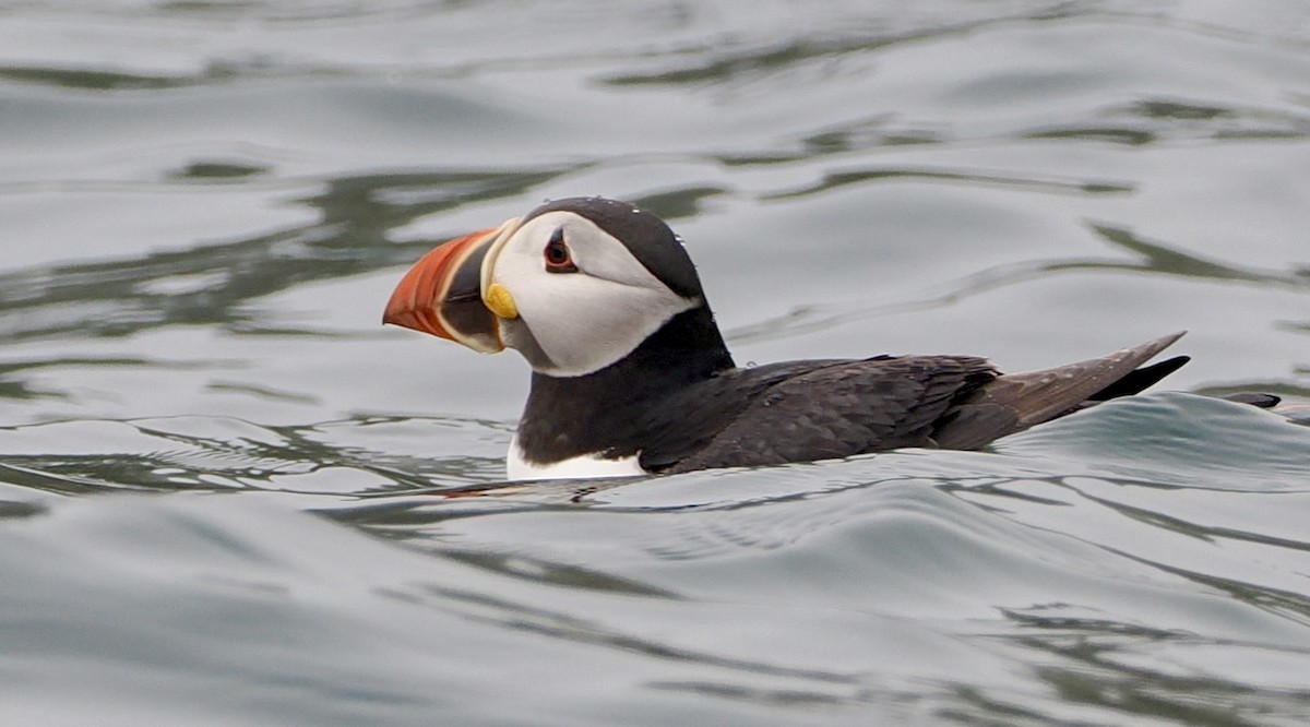 Atlantic Puffin - Cheryl Cooper