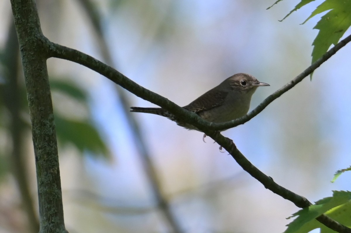 House Wren - Nicolle and H-Boon Lee