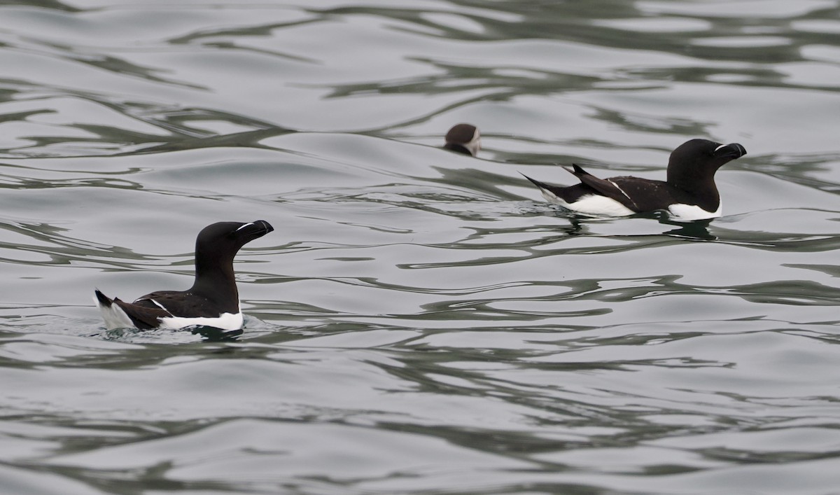 Razorbill - Cheryl Cooper