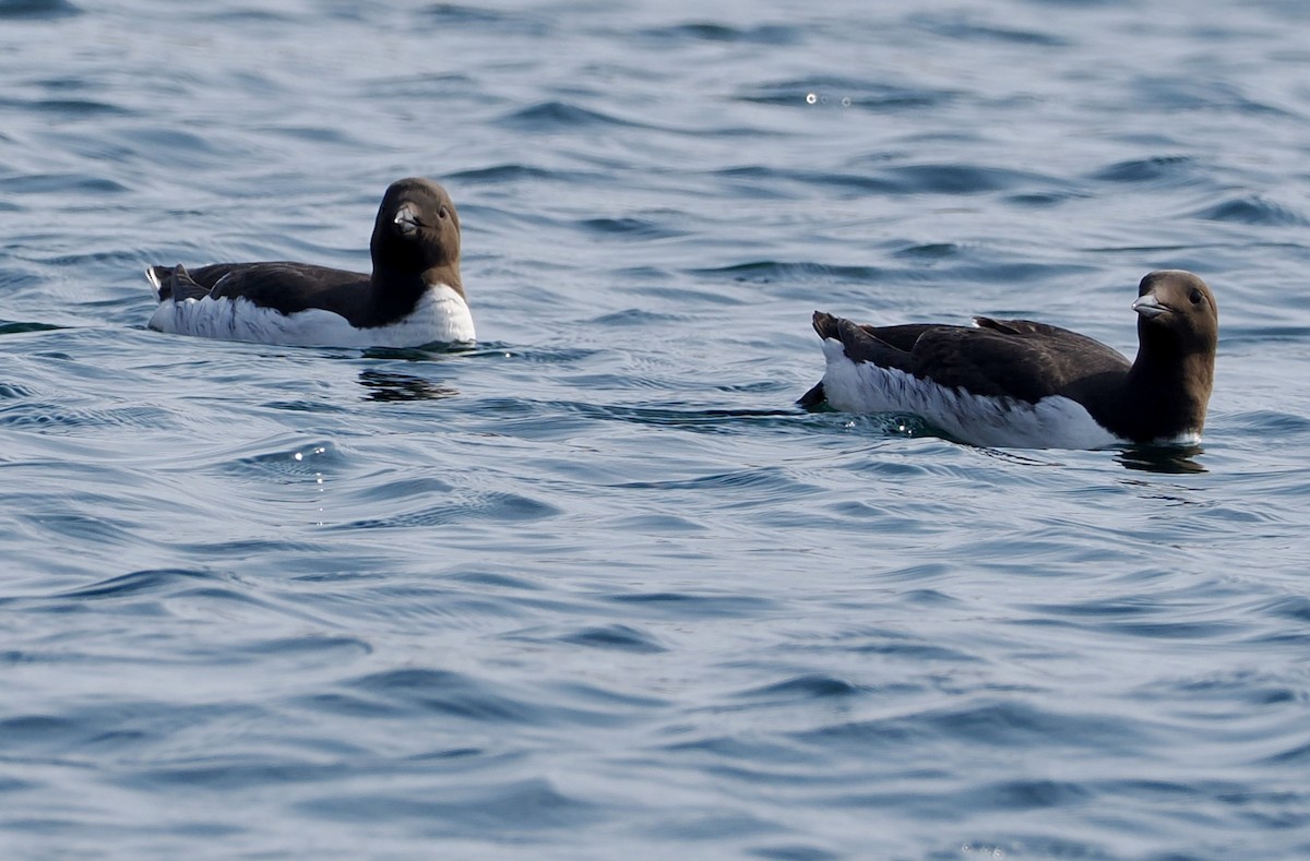 Common Murre - Cheryl Cooper